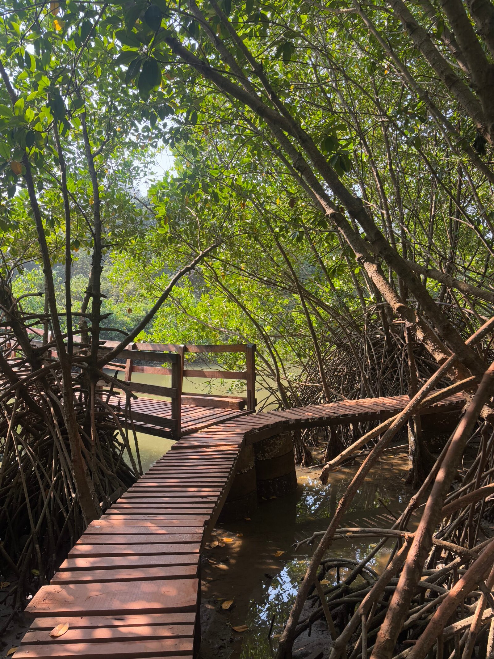 Wooden boardwalk winding through dense mangrove roots at Kandla near Honnavar