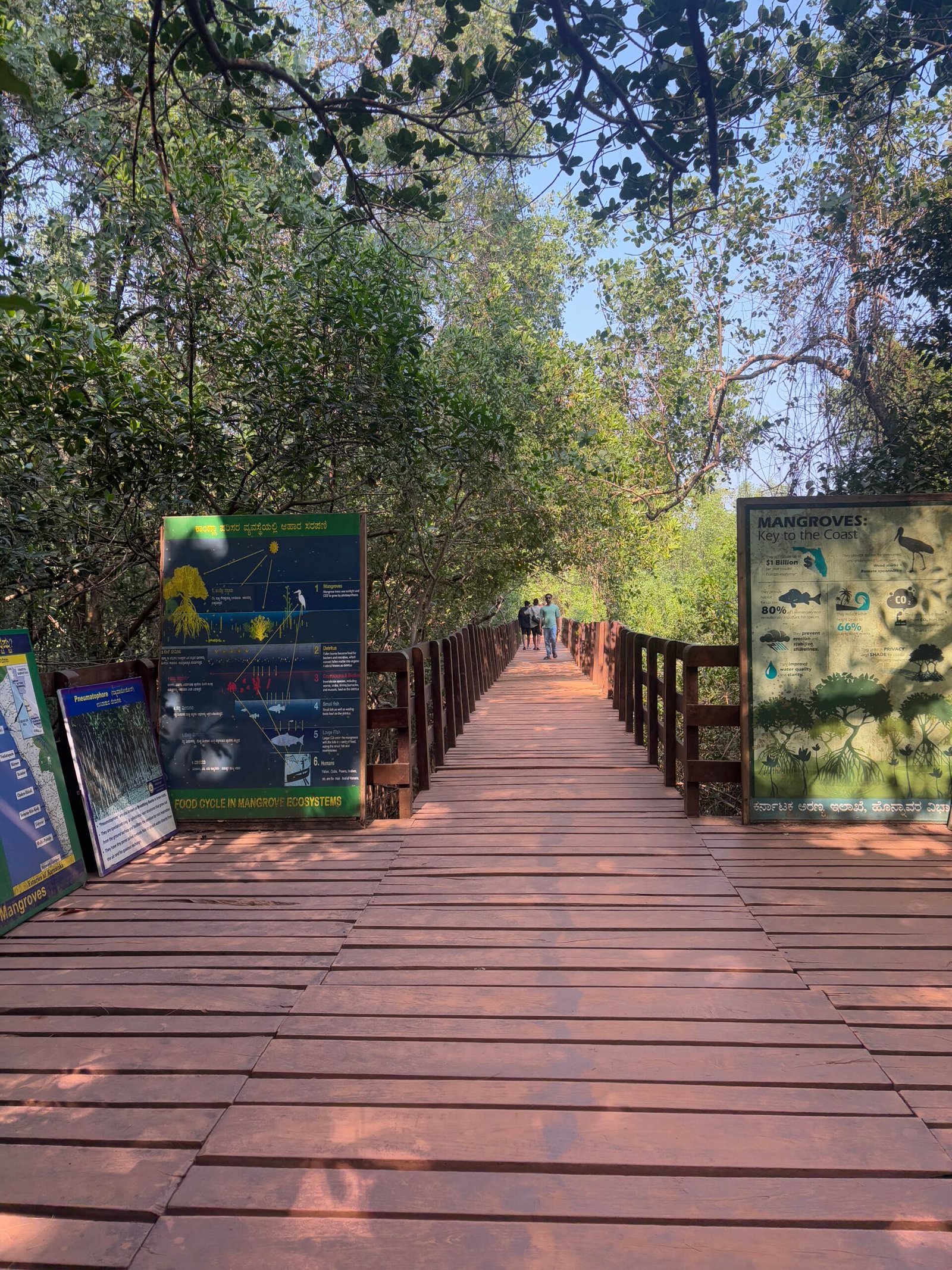 Wide wooden entrance boardwalk with mangrove information panels at Kandla