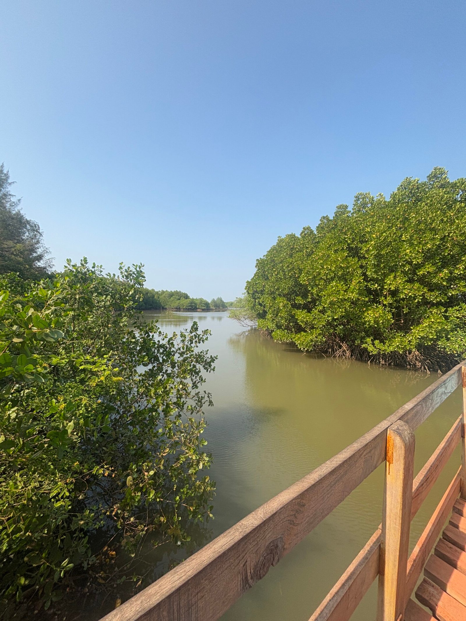 Sharavathi estuary water bordered by green mangroves beside the Kandla boardwalk