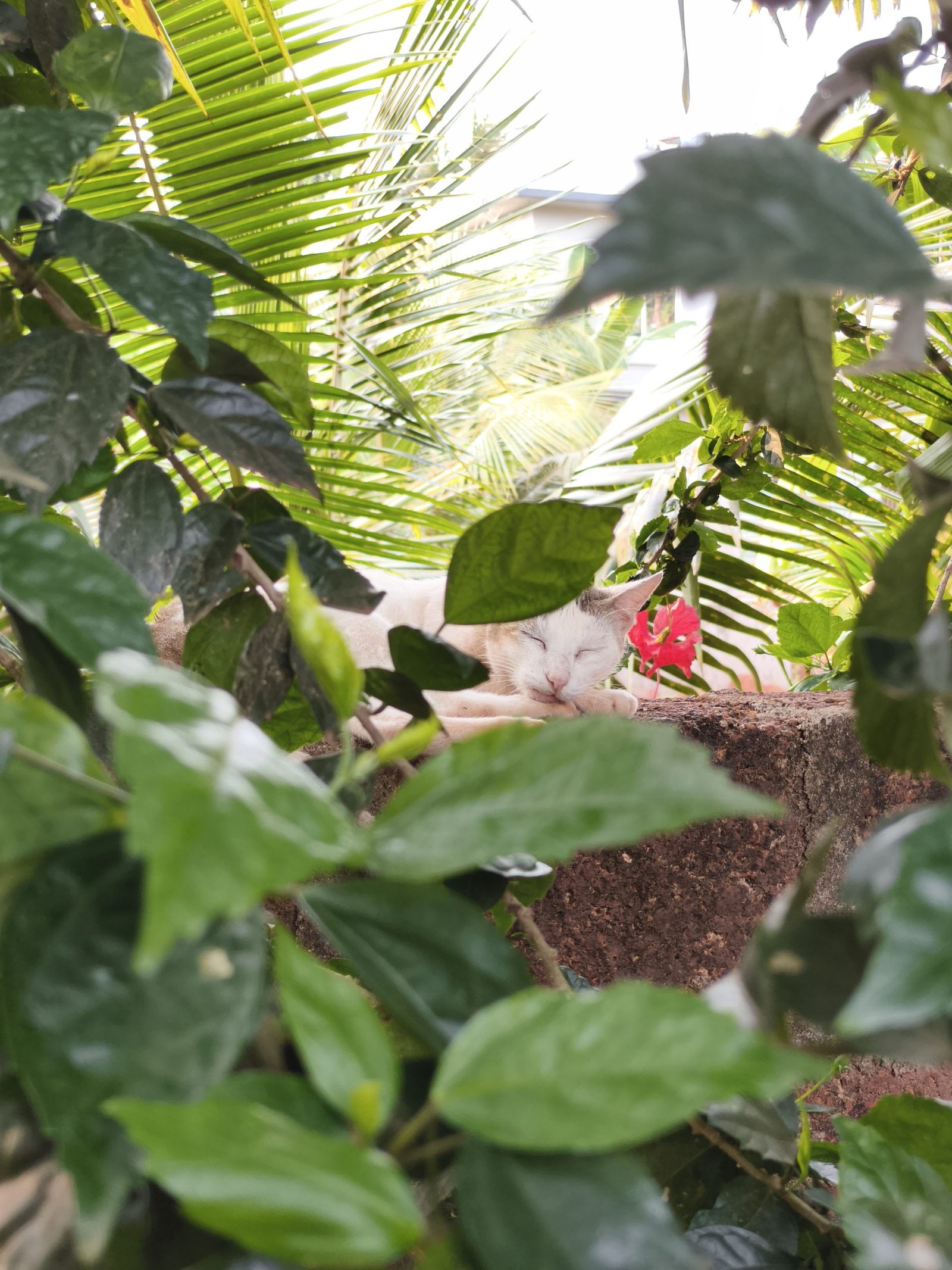 Gallery Garden area at Lopez Paradise Homestay