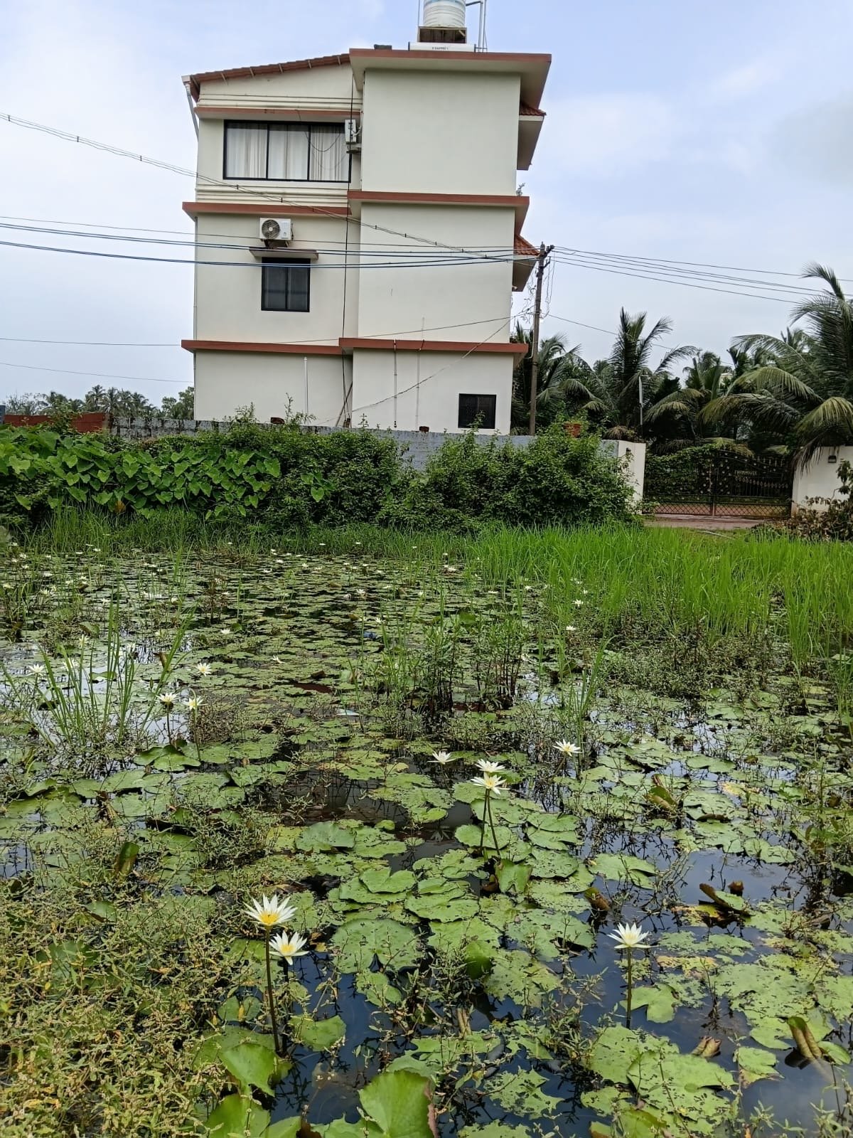 Gallery Lily pond near Honnavar